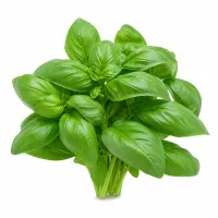 basilic