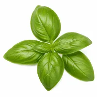 basilic 6 feuilles