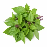 basilic thaï