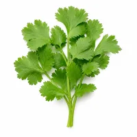 brins de coriandre fraiche ciselée