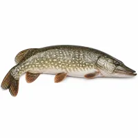 brochet