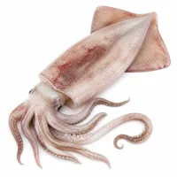 calamars