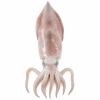 calamars de taille moyenne