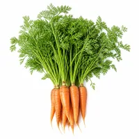 carottes fanes