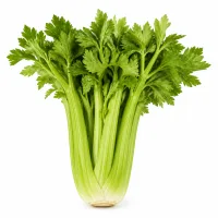 céleri