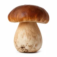cèpes