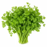 cerfeuil frais