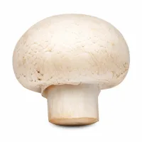 champignons de paris