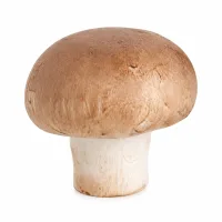 champignons des bois