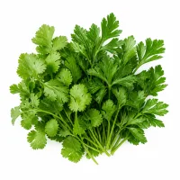 Coriandre et persil plat