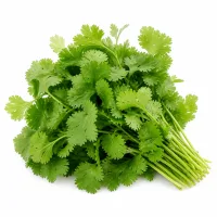 Coriandre fraiche pour la garniture