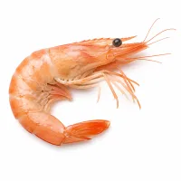 crevettes roses