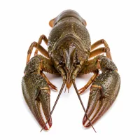 écrevisses