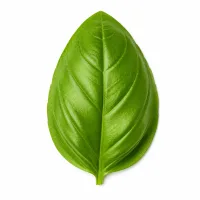 feuilles de basilic frais