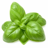 feuilles de basilic (à volonté)