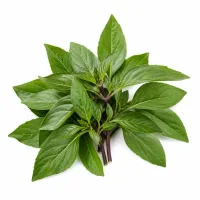 feuilles de basilic thai