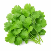 feuilles de coriandre pour servir