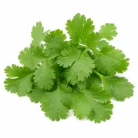feuilles de coriandre fraîche pour la décoration