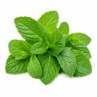 feuilles de menthe