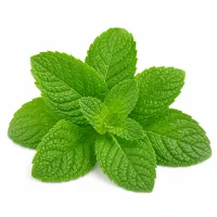 Feuilles de menthe pour la décoration