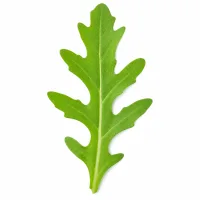 poignée de feuilles de roquette