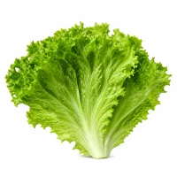 feuilles de salade