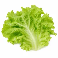 feuilles de salade verte