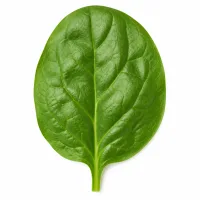 feuilles d'épinards