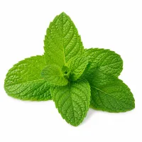 feuilles menthe
