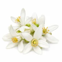 fleur d oranger
