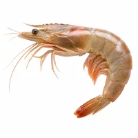 gambas crues