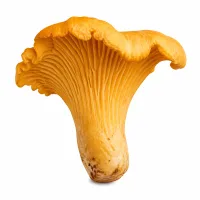 girolles