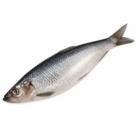 harengs