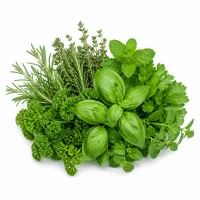 herbes fraîches