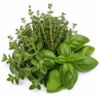 Herbes aromatiques (origan, thym, basilic)
