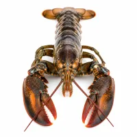 homards