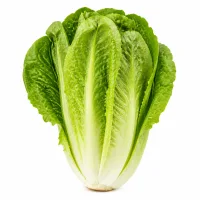 laitue romaine hachée