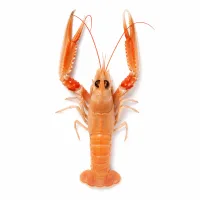 langoustines crues