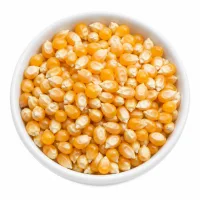 maïs pour popcorn