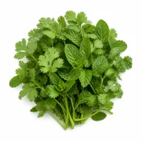 mélange de coriandre et de menthe