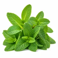 menthe fraîche