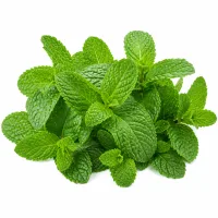 menthe fraîche pour la garniture