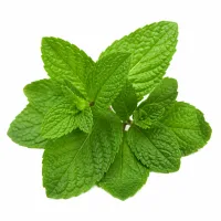 menthe pour décorer
