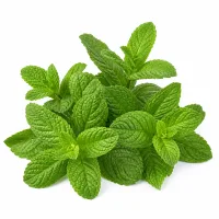 menthe pour la décoration
