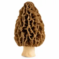 morilles séchées