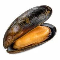 moules de bouchot