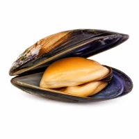 moules vivantes