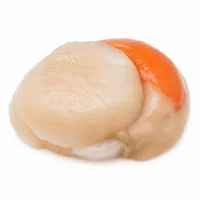 noix de Saint Jacques