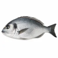 dorade