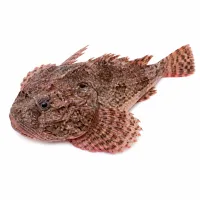 poissons divers